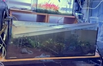 LEDライトを水槽に落としてしまった！→元エンジニアが急いで電源を抜いたら……　「おいマジか」驚きの結末に「ドキドキですよね」