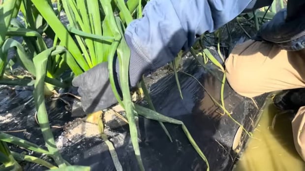 育てた“早生タマネギ”を、収穫1カ月前に抜いてみたら……　「うおおおお！」農家も驚いた“まさかの姿”に反響