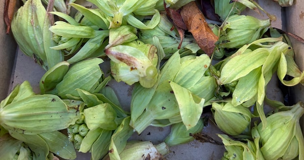 ご近所さんに“ふきのとう”をおすそ分け→20分後……「これは最高だ」　“まさかのお返し”に「いい関係なんですね」