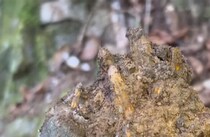 誰も近付かない山奥で拾った“でっかい塊”→水で洗うと……　「こんなの見つけたら興奮するわ」「感嘆！！！」