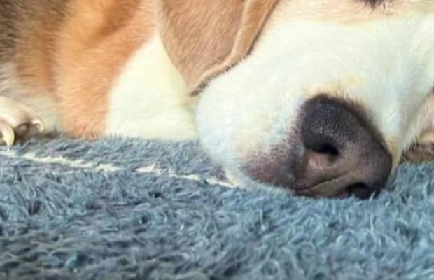 「長澤まさみのポジ、行けそう」ふと愛犬を撮ってみたら……「完全に一致」　“まさかの光景”が430万表示「目力すご」「ドキッとする」