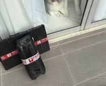 「今日が最後なんだ……」　配達最終日、いつも出迎えてくれた“3匹の犬”と“飼い主”に配達員が贈ったのは……　「感動して泣けちゃった」「なんて素晴らしい」など反響集まる【海外】