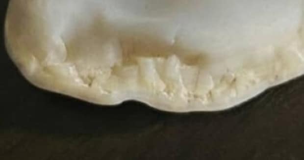 ごくごく普通の石ころ→よく見ると……「これ...石！？」　食いしんぼう大興奮“まさかの姿”に「これは価値ある」「化石に違いない」