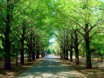 【首都圏版】公園が充実している「住みたい街（駅）」ランキングTOP10！　第1位は「光が丘」【2026年最新調査結果】
