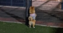 ドッグランに来たワンコ→いっぱい遊ぶと思いきや……　熱視線を送る先に「これは仕方ない」「正直でよろしい」