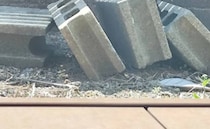 【画像】庭で過ごす姿
