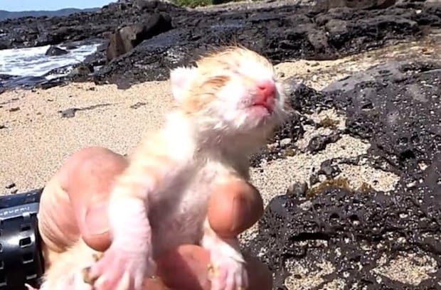 海に投げ捨てられた子猫→1年8カ月後「んまあああ～！」「奇跡だ」　二度見する“現在の姿”に「泣きました」