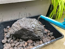 「さざれ石に苔のむすまで」何日かかる？　毎日欠かさず水やりし続けてまもなく2年、驚きの“むし具合”に「生態系ができてきてる」