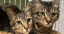 妻の前ではかわいい子猫たち→夫が撮影すると……「なんでやねんw」　400万表示の“驚きの変貌”に「旦那なにしたん」「ジワるw」