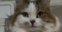 箱に入った猫ちゃん→首から下を見ると……「コレはビビるってww」　200万表示の“とんでもない光景”に思わず二度見「サイズ感バグってる」
