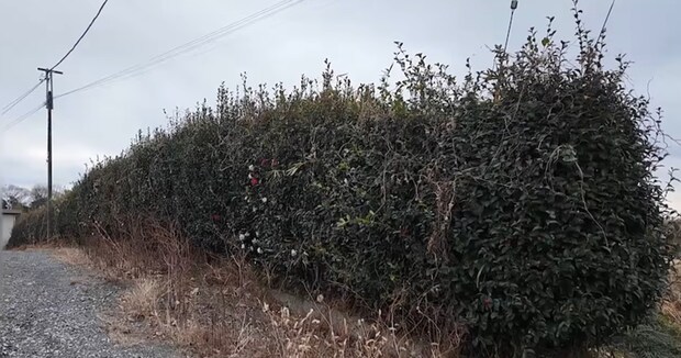 60メートル超えのボーボー生垣→町の便利屋さんに頼んだら……　依頼主「自慢ができるな」驚きの光景に「わぁ綺麗」「出来栄え最高」