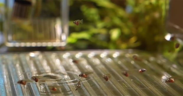 “青い金魚”2匹を9000円で購入→卵を育ててみると…… とんでもない成長ぶりに「綺麗ですね!」「憧れます」