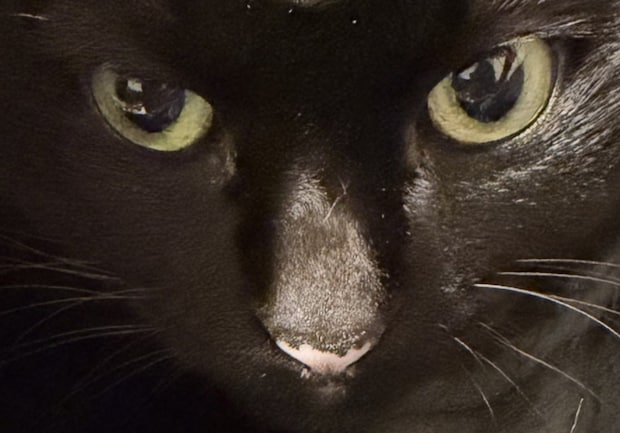 「これやりたかったの!」→愛猫家の手元を見ると…… 目を疑う光景へ「猫神様じゃ」「魔界の使者みたい」