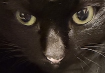 「これやりたかったの！」→愛猫家の手元を見ると……　目を疑う光景へ「猫神様じゃ」「魔界の使者みたい」