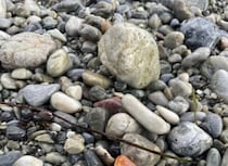 海岸で見つけた石ころ→よく見ると……「ぬおおおおぉーっ！」　“家宝級”のお宝に「これはすごい」「シウマイ弁当に入ってるやつ」
