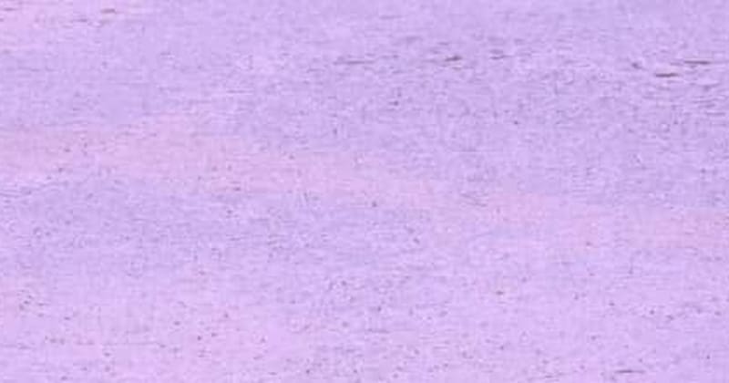 まるでピンク色の絨毯→よく見ると、その正体は……　“まさかの光景”に称賛　「す、すごい」「わぁ、夢のよう」