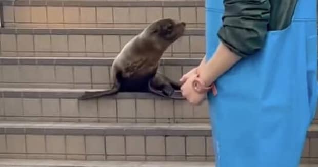 階段が怖いオットセイの赤ちゃん→無事下りたと思ったら……「かわいすぎて悶絶」　“まさかの展開”が260万表示　「キュンってするやん」