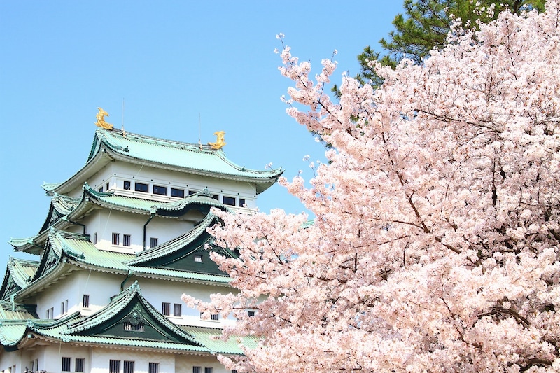 「何度も来たいお城です」“人気の城”ランキング（2025年版）第1位に「言わずと知れた天下の名城」「特に桜の季節は最高でした」の声