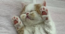 仮死状態で生まれた子猫→約4年後……「本当に良かった」　138万表示の“現在の姿”に「まさに名は体を表すですね」