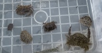 【動画】カニの様子