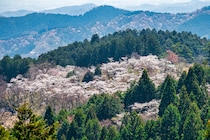 【画像：全国のランキング結果を見る】