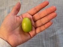 手のひらサイズの果物→赤ちゃんに持たせてみると……「うわああああ」「子どもが小さいときにやればよかった」【海外・5000万再生】