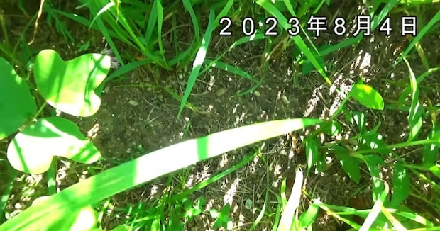 雑草対策で“草の根っこ”を地面にびっしり敷いたら、1カ月半後……　「世界がひっくり返る」驚きの結果が468万再生