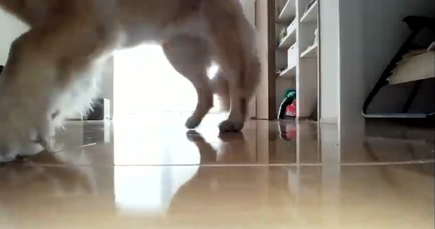 外出中、ロボット掃除機のカメラをオンにしたら……「こ、これは」「やばい！！」　写っていた“まさかの光景”に「購入して正解でした」