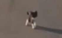 運転中の男性が飛び出してきた猫を保護→運命の出会いから9カ月後……　現在の姿に「もうこんなに」「泣ける」