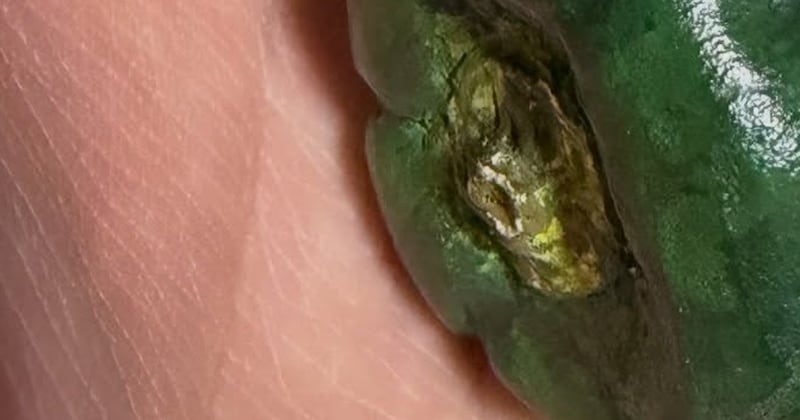 「なんでこんなとこにピーマン落ちてんの！」→拾ったら……「マジですかコレ!?」　“予想外の正体”に思わず仰天