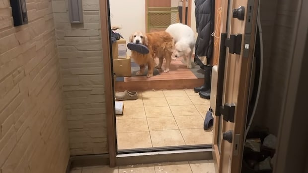 13歳の大型犬、パパ1週間不在で“絶食”するほど寂しがり…… 「ダメだ。泣ける」再会の瞬間、まさかの光景に「こっちまで嬉しくなっちゃう」