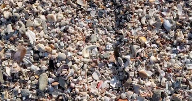 千葉の海岸に落ちていた貝→「これってもしや」と裏返すと……「えーー!!」　まさかの姿に「激ラッキー!!」「うらやましい〜！」