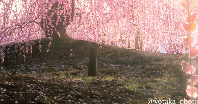 三重県にあるという“桃源郷”へ行ったら……「思わず声出ました」　“衝撃の光景”に「素晴らしい」「天国は地上に」