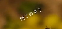 梅の実を下ごしらえしていたら……「何この子？」　珍しすぎる“謎の虫”に「初めて見ました」「ハウルの動く城みたい」