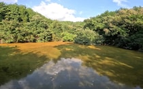 【動画】池のビフォーアフター