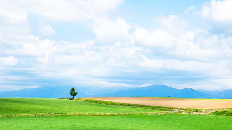 「北海道行ったら必ず買うやつ」　リピーター続出の“ロールケーキ”に「何個でも食べられる」「もう癖になってしまいそう」