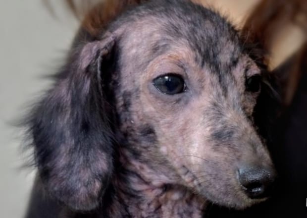 “全身ハゲ”の捨て子犬→わずか1カ月で……　二度見する“現在の姿”に「イケメンだぁ！」「フサフサ」「感動」