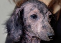 “全身ハゲ”の捨て子犬→わずか1カ月で……　二度見する“現在の姿”に「イケメンだぁ！」「フサフサ」「感動」