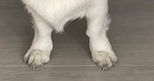 子犬のようだったコーギーが、1年半後……　“現在の姿”が95万表示「まじか」「体積増えて最高」