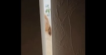 ドアを開けると愛犬が→あえて“しゃがんで”みたら……「ヤバい」　予想外の光景に「はぁーーーん」「反則だよ」