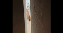ドアを開けると愛犬が→あえて“しゃがんで”みたら……「ヤバい」　予想外の光景に「はぁーーーん」「反則だよ」