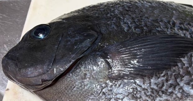 熱海で釣った魚をさばいたら……「えっ?」「どしよ」 飛び出した“衝撃の中身”が140万表示「うらましすぎて震える」