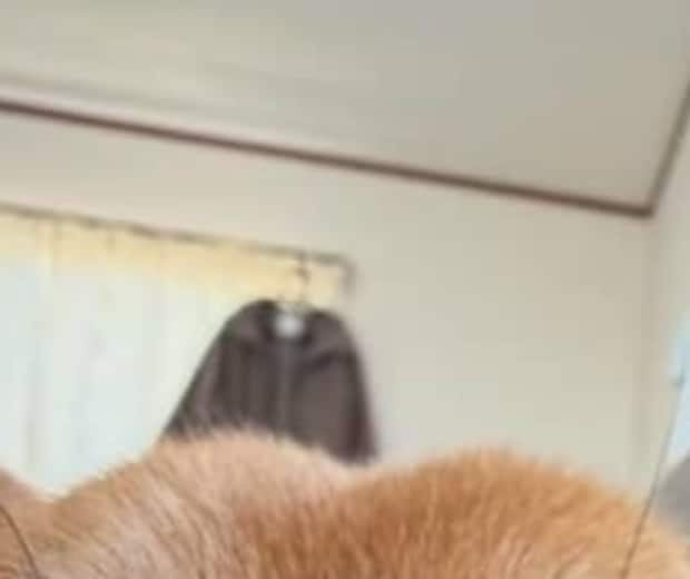 インフルエンザで寝込んだ女性→ふと目を覚ますと……　衝撃の光景に「たまりませんね」「一番効くお薬」