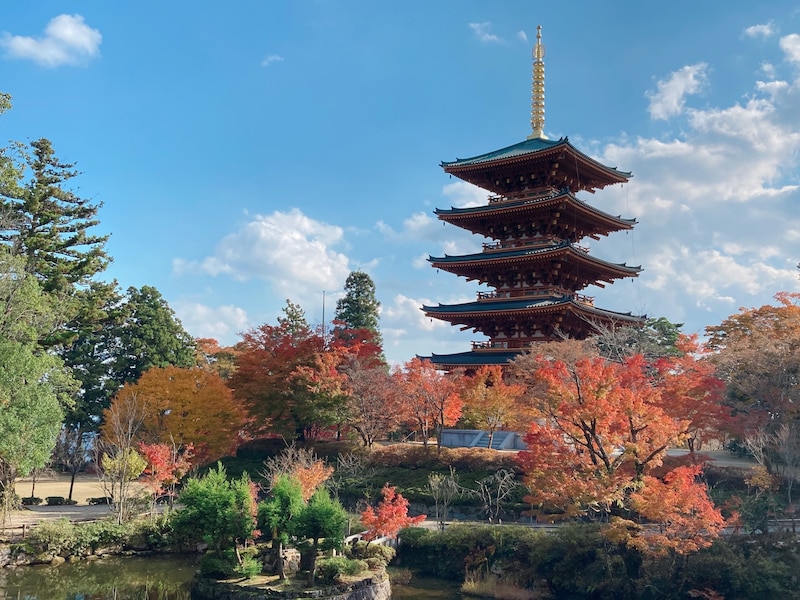 「抹茶好きにはたまらん」　女性が買ってきてほしい“京都土産”上位のスイーツに「冷えててもやわらかもちもち」「濃厚だけど苦すぎない」の声