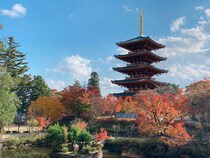 【画像】むっちりもちもちな宇治抹茶だいふく