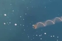 奄美大島の海をのぞいてみたら……「わああ！！」　ゆっくり回転しながら進む“謎の生き物”が140万表示　「使徒みたい」「初めて見ました！」