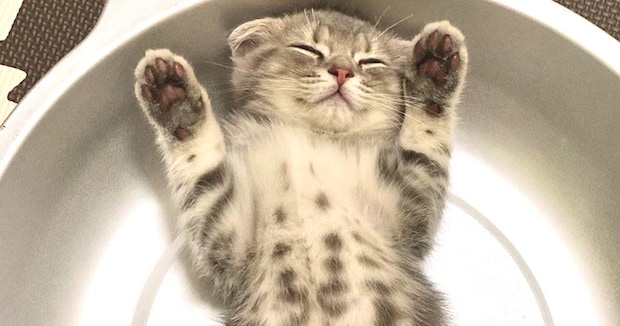 子猫がちんまり眠る“猫鍋”→3年後……成長姿に「同一猫さん!?」と反響 さらに成長した現在を聞いた