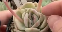多肉植物から生えた“細長い茎”→捨てようと思ったら……　「信じられないよね」まさかの“お宝”に「はじめて知りました」