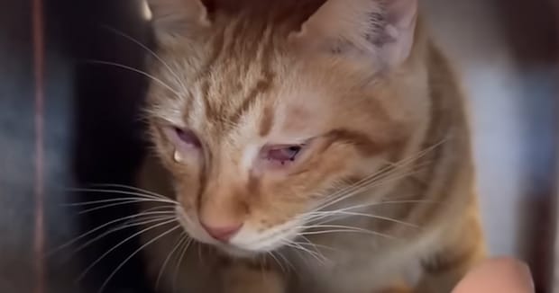 “致死率100%”の難病の猫→84日後「本当に本当によかったー!!!」「凄いわ」 見違える“現在の姿”に「元気な良いお顔」「嬉しすぎて泣ける」