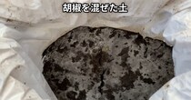 土に“コショウ”を混ぜて野菜を育てたら、1カ月後……　「面白い！！」思わず二度見する結果に「畑に撒こう」